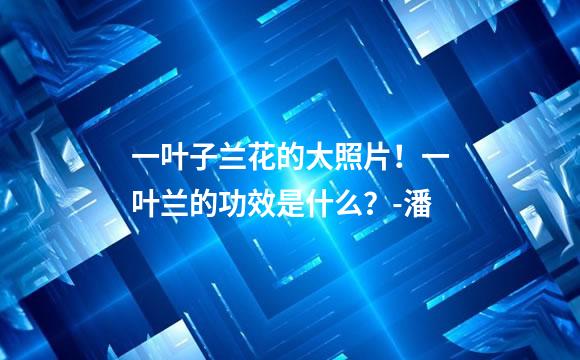 一叶子兰花的大照片！一叶兰的功效是什么？-潘