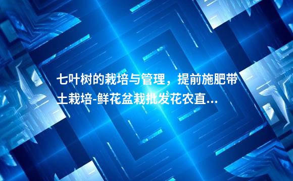 七叶树的栽培与管理，提前施肥带土栽培-鲜花盆栽批发花农直批(花艺)
