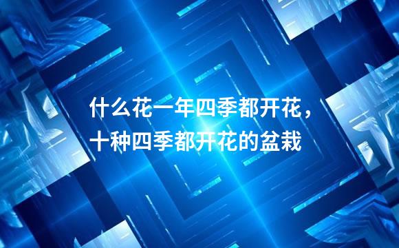 什么花一年四季都开花，十种四季都开花的盆栽