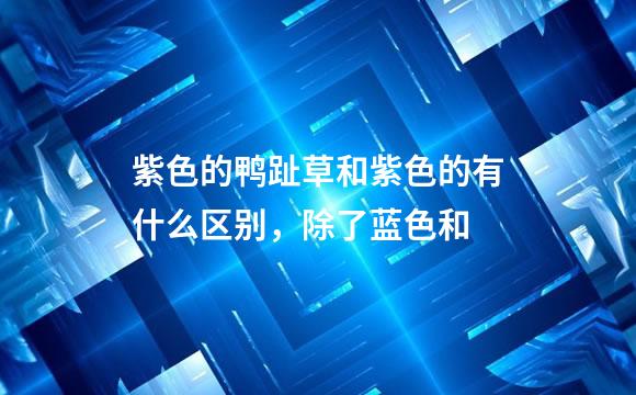 紫色的鸭趾草和紫色的有什么区别，除了蓝色和